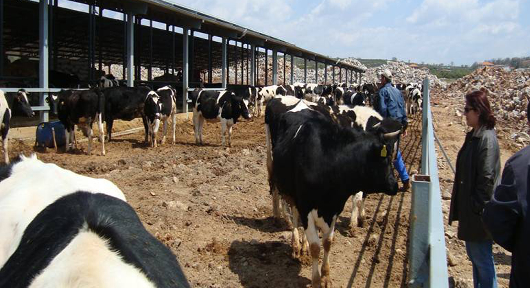 DENİZLİ’DE HAYVAN SAYISI ARTTI