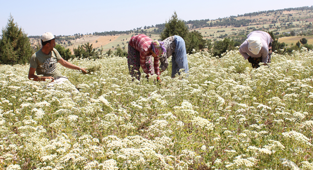 DENİZLİ ÜRETİMDE BAŞI ÇEKİYOR