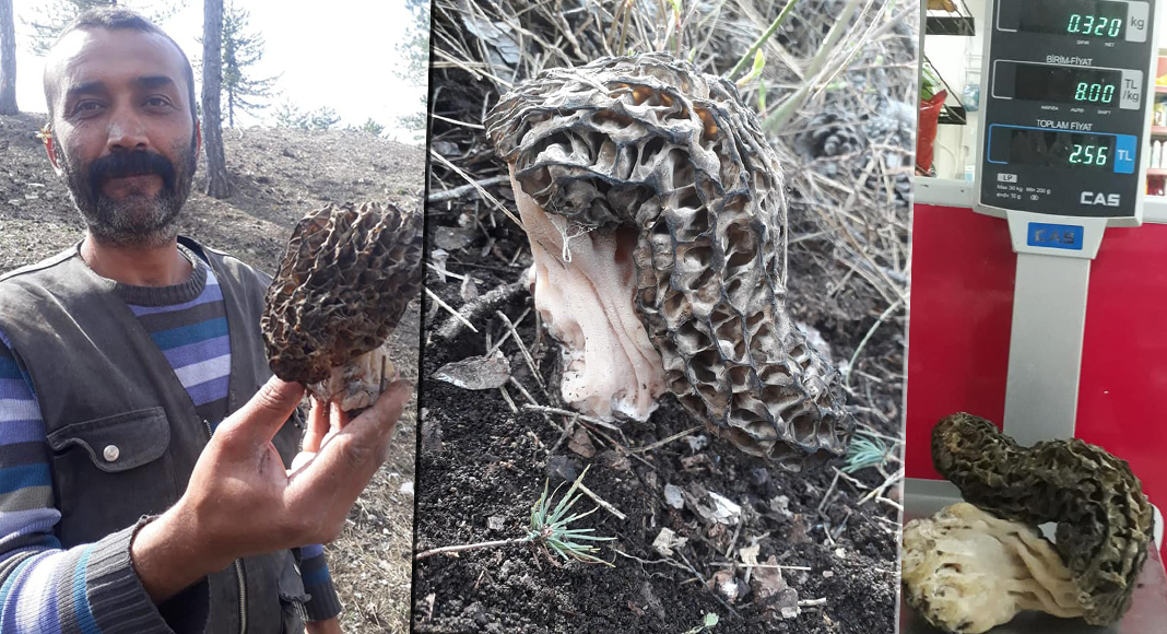 320 GRAMLIK KUZU GÖBEĞİ ŞAŞIRTTI