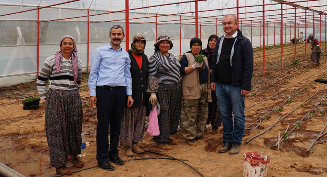 ÇİVRİL’DEN DÜNYA’YA DOMATES İHRACATI