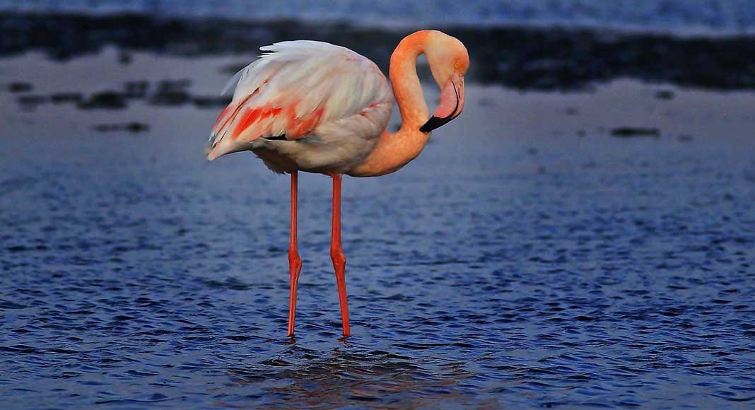 FLAMİNGOLAR GERİ DÖNDÜ