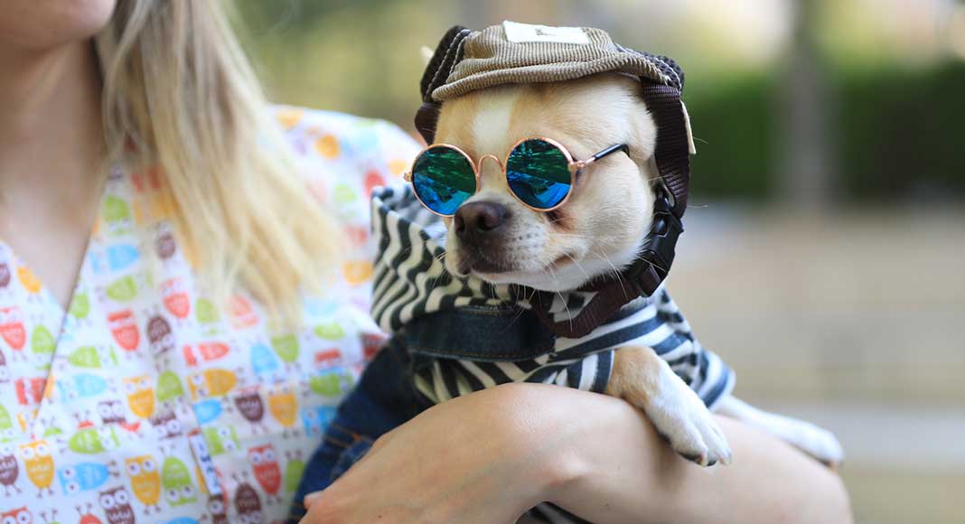 PAMUKKALE’DE PATİ FESTİVALİ, HAYVAN DOSTLARINI BULUŞTURDU