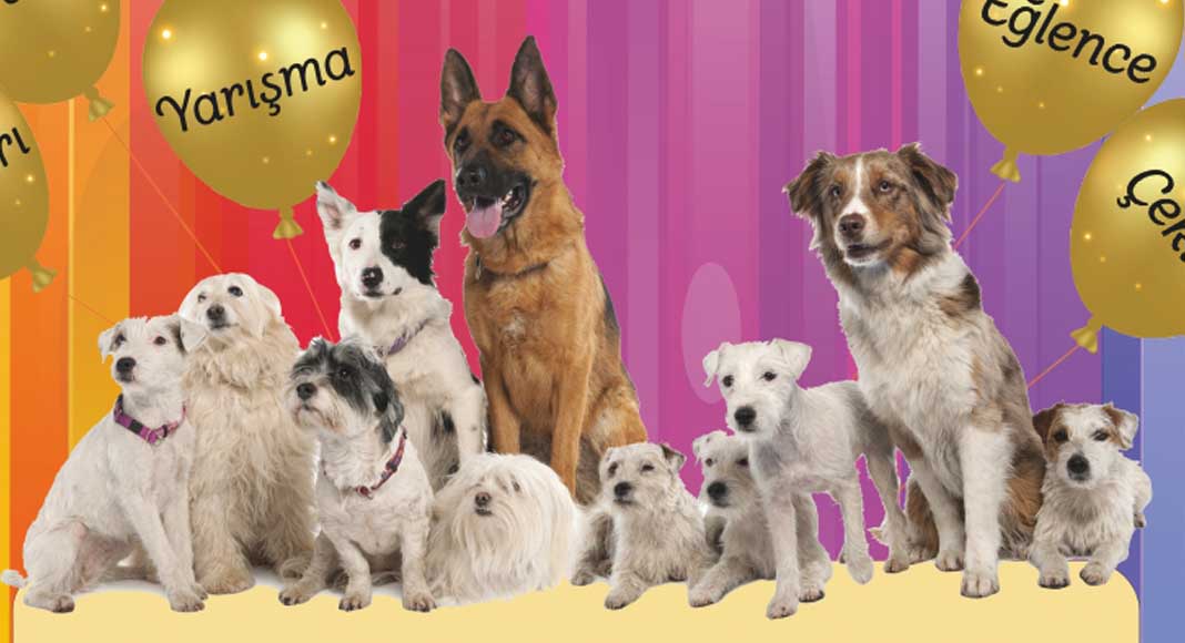 PATİ DOSTLARI FESTİVALİ