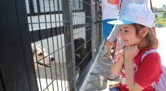 PAMUKKALELİ ÇOCUKLAR, HAYVANLARLA TANIŞTILAR