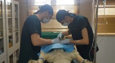 ÇİVRİL, SOKAK HAYVANLARINA SAHİP ÇIKIYOR