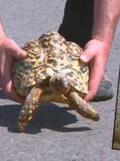 KAPLUMBAĞAYI KURTARMAK İSTERKEN ÖLDÜ