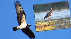 9 YILDA 315 KUŞ TÜRÜNÜ FOTOĞRAFLADILAR