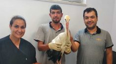 YARALI LEYLEĞE BÜYÜKŞEHİR ŞEVKATİ