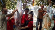 GURBET İŞÇİLİĞİNDEN ÇOBANLIĞA GERİ DÖNDÜ