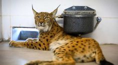 YARALI VAŞAĞA BÜYÜKŞEHİR ŞEFKATİ