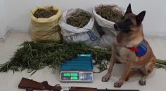 BAKLAN’DA ZEHİR TACİRİ YAKALANDI