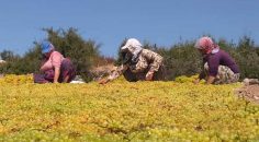 ÜZÜMCÜLERİN EĞLENCESİ 3 GÜN SÜRECEK