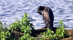 YAYLA GOLÜ, KUŞ GÖZLEMCİLERİNİ AĞIRLADI