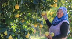 PAMUKKALE AYVASI DÜNYA PAZARINDA