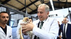 PEÇELİ BAYKUŞ ÖZGÜRLÜĞÜNE KAVUŞTU