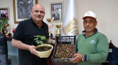 BULDAN’DA PİKAN CEVİZİ MEYVE VERMEYE BAŞLADI