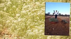 GÖZLER KEKİKTEN SONRA LAVANTANIN DA BAŞKENTİ OLACAK