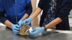 YARALI TAVŞAN TEDAVİ EDİLDİ