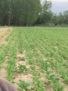 ÇİFTÇİNİN AİLESİNİ DOLANDIRDILAR