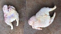 KAFASIZ VE ÜÇ BACAKLI DOĞDU