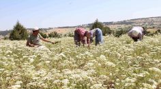 DENİZLİ ÜRETİMDE ŞAMPİYONLAR LİGİ’NDE