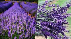 ÇİVRİL’E LAVANTA BAHÇESİ KURULUYOR