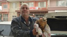 YARALI ŞAHİNE GÖZÜ GİBİ BAKTI