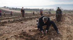 ÇİVRİL’DE LAVANTA DİKİMİ YAPILDI