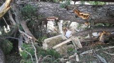 150 YILLIK AĞAÇ YIKILINCA MEZARLAR ZARAR GÖRDÜ