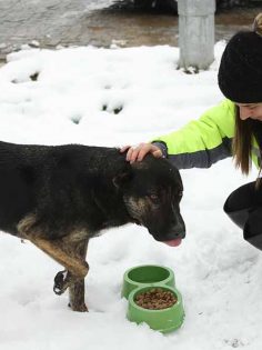 MERKEZEFENDİ BELEDİYESİ SOKAK HAYVANLARINI UNUTMADI