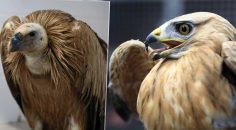 BÜYÜKŞEHİR YABAN DOSTLARINA SAHİP ÇIKIYOR