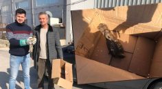 AÇLIKTAN ÖLMEK ÜZERE OLAN ŞAHİN KURTARILDI