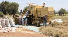 DENİZLİ’DE MEVSİMLİK İŞÇİLERİN ÜCRETLERİ ARTTI