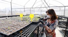 HONAZ’DA TOHUMLAR TOPRAKLA BULUŞTU