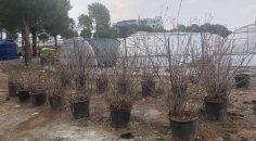 REKTÖR BAĞ: BİYOM ARAZİSİNDE ALT YAPI ÇALIŞMALASI TAMAMLANDI