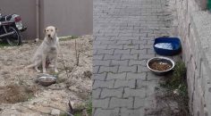 BULDAN’DA SOKAK HAYVANLARI UNUTULMADI