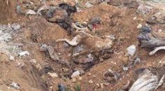 KÖPEKLERİ ZEHİRLEYİP ORMANA ATTILAR