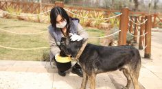 MERKEZEFENDİ’DE SOKAK HAYVANLARI UNUTULMADI