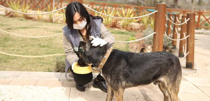 MERKEZEFENDİ’DE SOKAK HAYVANLARI UNUTULMADI