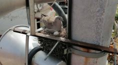 SARAYKÖY’DE KUMRULAR UÇANA KADAR TAMİRAT İPTAL