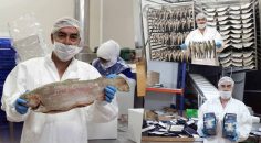 TÜRK SOMONU AVRUPA’YI KURTARACAK