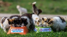 SOKAK HAYVANLARININ YÜZÜ GÜLÜYOR