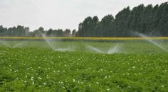 DENİZLİ’DE 1 MİLYON DEKAR TARIM ARAZİSİ SULANMAYA BAŞLADI