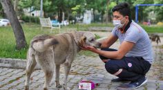 BÜYÜKŞEHİR SOKAK HAYVANLARINI UNUTMADI