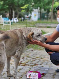 BÜYÜKŞEHİR SOKAK HAYVANLARINI UNUTMADI