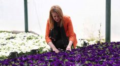 MERKEZEFENDİ KENDİ ÇİÇEĞİNİ ÜRETMEYE DEVAM EDİYOR