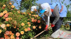 PAMUKKALE BELEDİYESİ’NDEN YAZ SEFERBERLİĞİ