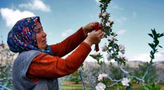 ELMA KURDUNA KARŞI BİYOTEKNİK MÜCADELE