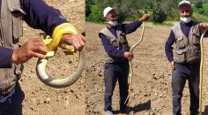 YILANLA TEHLİKELİ OYUN