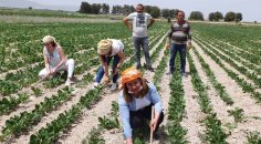 CHP’DEN ÇİFTÇİLER İÇİN ÇAĞRI